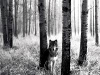 Au loup