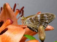 Butterfly sur lys