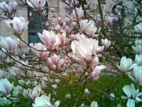 Magnolia à Bayeux