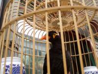 Oiseau de Chine
