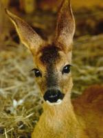 Biche,oh ma biche,,,,