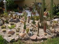 Cactées