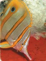 Poisson trompette