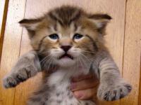 C'est dur dur d'être un chaton