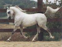 Cheval arabe gris au trot