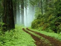 La forêt