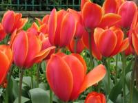 Tulipe de giverny