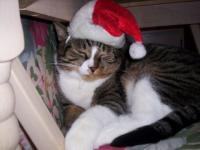 Réveille moi seulement à noel
