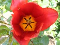 Une rouge au coeur jaune