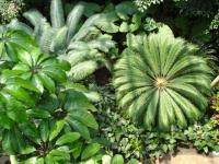 Plante verte