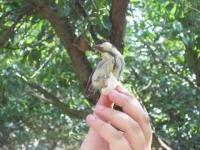 Petite mésange