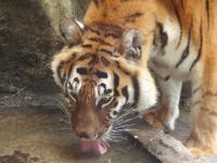 Tigre Pont Scorff