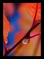 Rosée d'automne