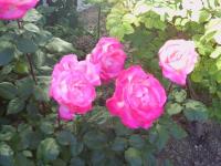 Rosas del corral