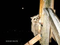 Racoon