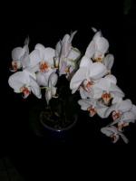 Orchidee2