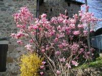 Magnolia rose