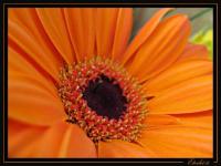 Gerbera
