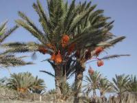 Djerba : ses dattiers