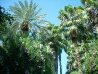 Palmeraie