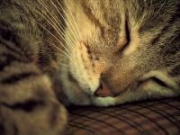 Puzzle de chaton tout mignon