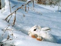 Coco lapin