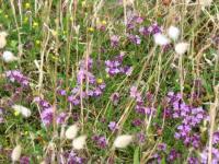 Fleurs des dunes