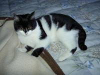 Gatto lillo
