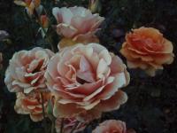 Roses de septembre