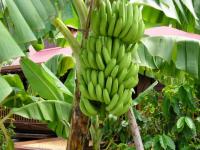 Banane guadeloupe