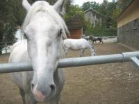 Autriche - Lipizzans
