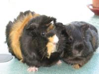 Arthur et Zoé