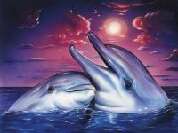 Coucher de soleil dauphin