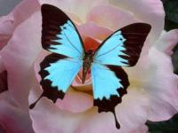 Papillon azur
