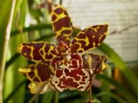 Cattleya