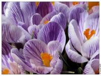 Crocus