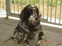 Setter anglais