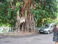 Arbre gigantesque (Réunion)
