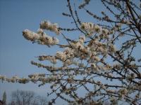 Cerisier en fleurs