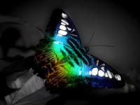Papillon de nuit