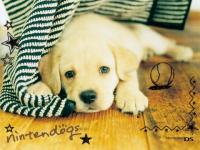 Labrador_Nintendogs