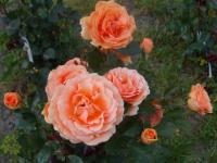 Rosa Ashram