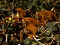 Singes capucins