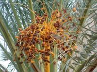 Tunisie: des Dattes