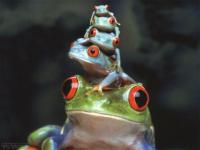Grenouilles