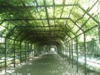 Tunnel de verdure