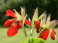 Geranium 1