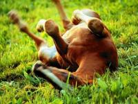 Un cheval dans un pré