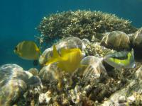 Australie : barrière de corail