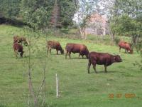 Vaches de salers